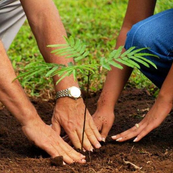 Tree Plantation on New Year
